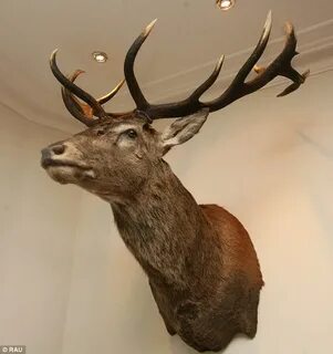 Exmoor Emperor: Is executed stag's head on Devon's Hartnoll 