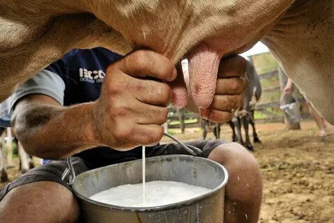BH mljekari dobit će veliku priliku za izvoz u EU Agrosavjet