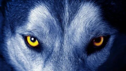 yellow wolf eyes #eye #eyes #look #wild wild animal #4K #wal