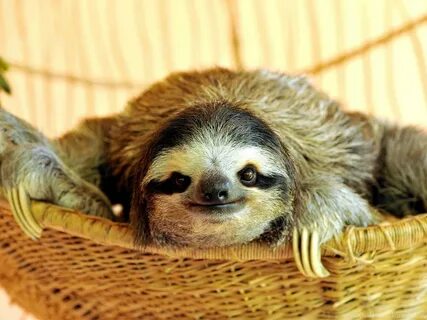 Similar Image Search For Post: Buttercup The Sloth Wallpaper