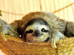 Similar Image Search For Post: Buttercup The Sloth Wallpaper