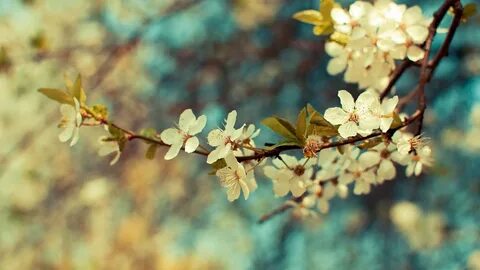 Wallhalla - A wallpaper search engine Vintage flower backgro