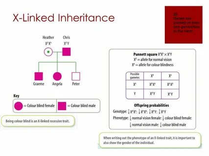 Gallery of red green color blindness pedigree chart linkage 