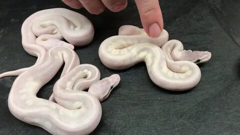 Super Bamboos, Special Bamboos, and other White Ball Pythons