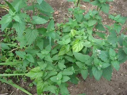 Catmint and Catnip, How to Grow and Care for your Cat's Favo