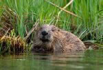 Free photo: Beaver - Animal, Furry, Rodent - Free Download -