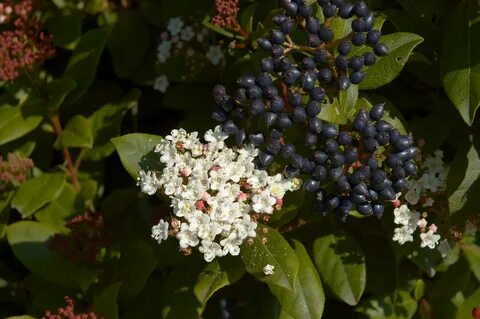 File:Viburnum tinus C.jpg - Wikimedia Commons