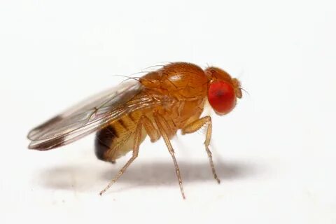 Criss-cross inheritance: in Drosophila, males inherit their eye color from ...