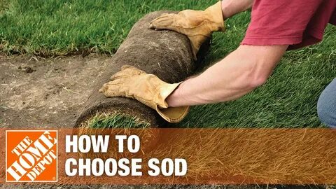 How to Choose Sod The Home Depot - YouTube