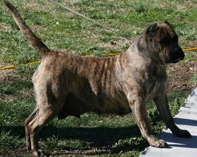 Perro de Presa Canario