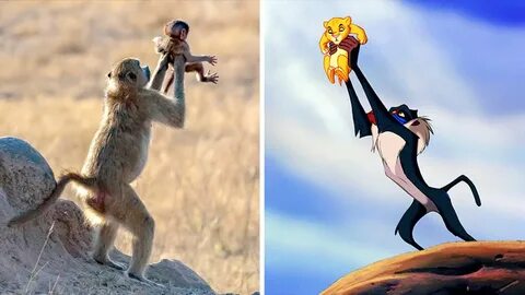 "König der Löwen": Affe spielt Szene aus Disney-Film nach ST