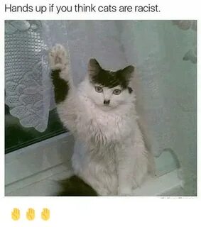 Hands Up if You Think Cats Are Racist âœ‹ âœ‹ âœ‹ Cats Meme on aww