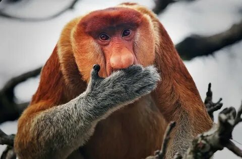Create meme "the long-nosed monkey, nosey monkey, a probosci