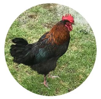 Copper Maran Chickens