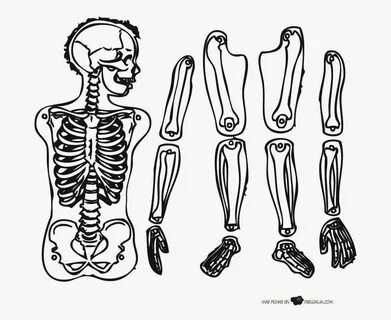 Resultado de imagen para esqueleto humano para niños Esquele