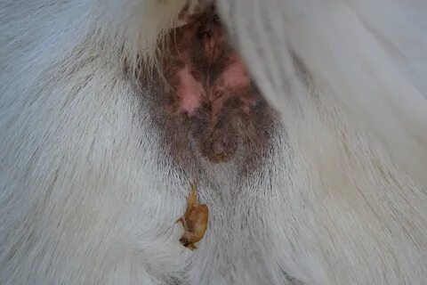 Dog Mucus Plug Images