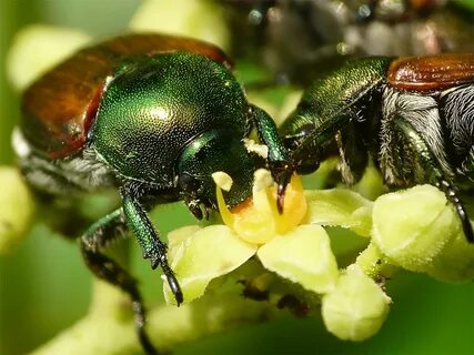 japanese beetle - Reiman Gardens