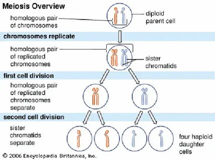 Chromosomes form homologous pairs