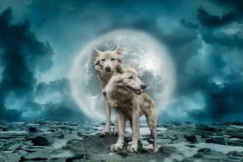 Download wallpaper with animals Wolves with tags: Artistic, 