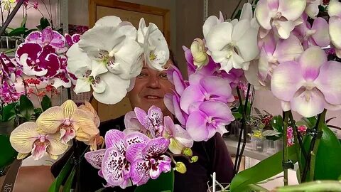 ПЫШНОГУБЫЕ ОРХИДЕИ 🌸 обзор цветущих орхидей БИГ ЛИП ов - You