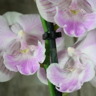 Орхидея Биг Лип купить в интернет-магазине