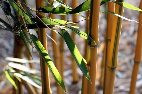 tragbar Ausführbar Periskop bambus taschentücher dm Anzahlun
