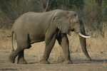 File:Elephant Walking.JPG - Wikimedia Commons