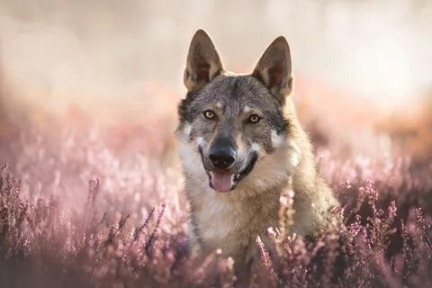 Wallpaper Gray wolf with his tongue out in lavender colors "
