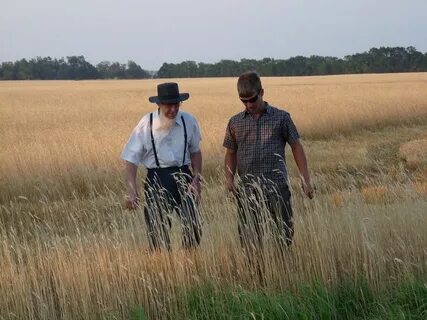 Amish grandpa walking in kansas plains area The Amish My Nei