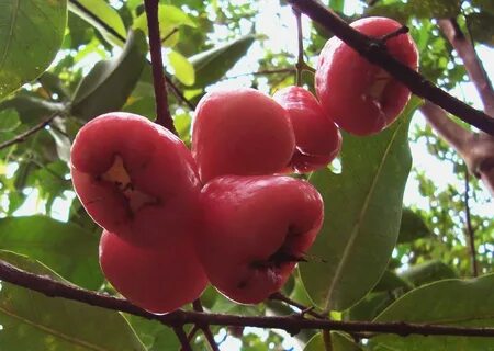 11++ Star Fruit In Spanish Puerto Rico - Trek Gandeng Kuy