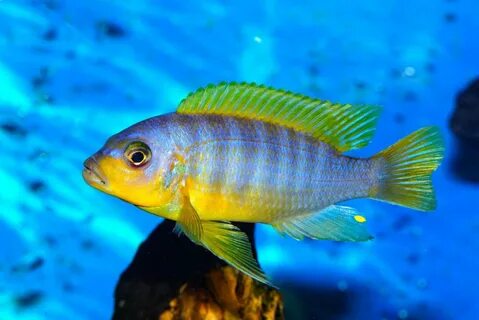 Аврора.jpg - Мбуна - Форум Cichlids.RU