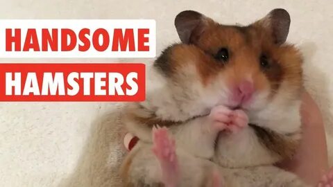 Hamster Eating Broccoli - Youtube 343