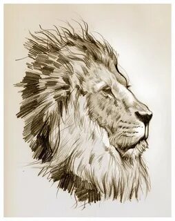 Art Drawings of a Lion (48 photos) " Drawings for sketching 