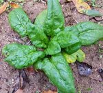 Spinach - Bloomsdale Long Standing - St. Clare Heirloom Seed