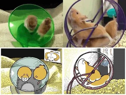 Hamsters are adorable idiots Funny animal memes, Hamster, Fu