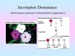 PPT - Chromosomal Basis of Inheritance PowerPoint Presentati