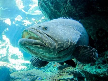 Гигантский групер рыба (65 фото)