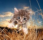 Котята, которые умеют цепляться когтями, в фотографиях Сета 