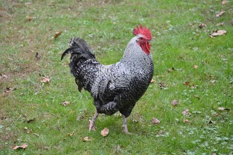 Cuckoo Maran Rooster BackYard Chickens - Learn How to Raise 