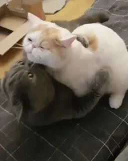 A clean cat is a happy cat! - GIF on Imgur