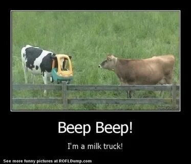 Funny cow Memes