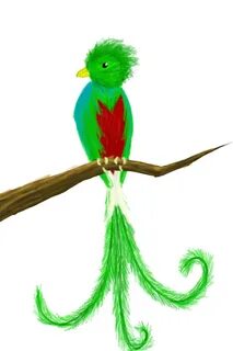 quetzal bird drawing - Clip Art Library