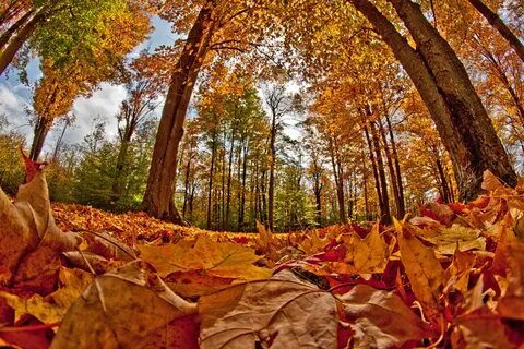 Fall foliage festivals celebrate the onset of autumn, beauty