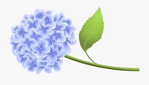 Hydrangea Flowers Clip Art Related Keywords & Suggestions - 