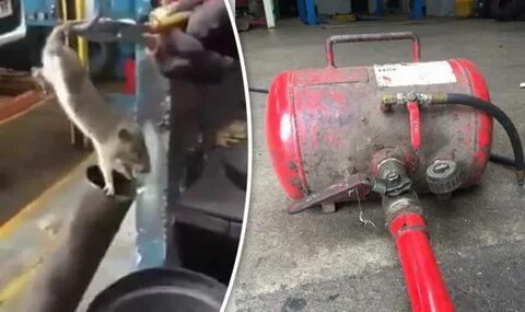 Men sentenced over sick footage of rat tortured then fired f