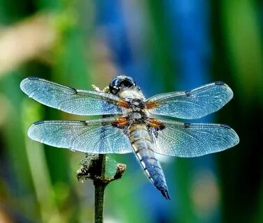 dragonfly Butterflies & Dragonflies Dragonfly insect, Insect