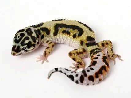 Extreme Halloween - Pure Halloween Mask Leopard Gecko - 0060