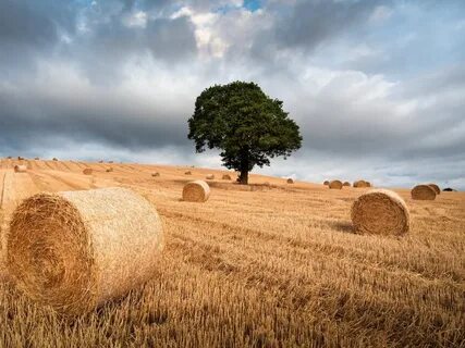 1152x864 The Tree and Haystack Field 1152x864 Resolution Wal