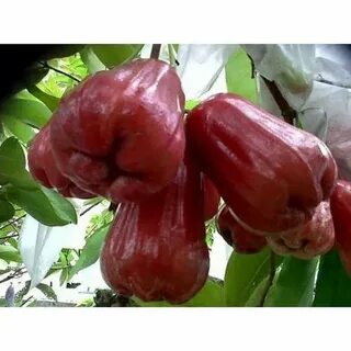 Jual Bibit Tanaman Jambu Air Citra Keraton di lapak Flora He