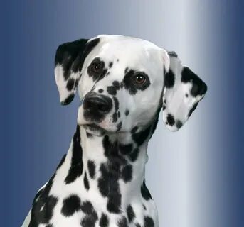 Далматин - описание породы собаки от А до Я: внешний вид, ух
